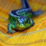 Creative photography ideas from smart devices